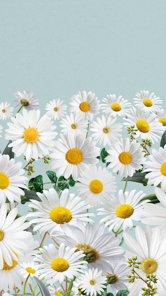 Daisy flower border iPhone wallpaper, pastel blue background, editable design