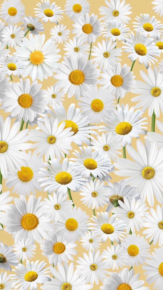 Daisy floral pattern mobile wallpaper, white flower background, editable design