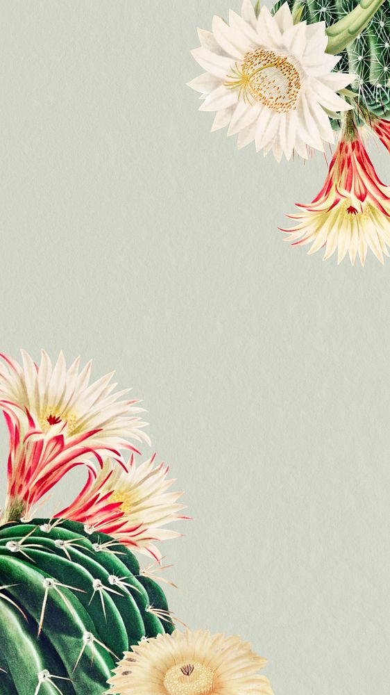 Cactus illustration iPhone wallpaper, editable design border