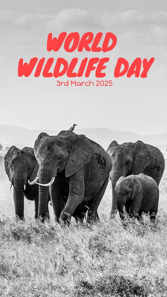 World wildlife day Instagram story template, editable text