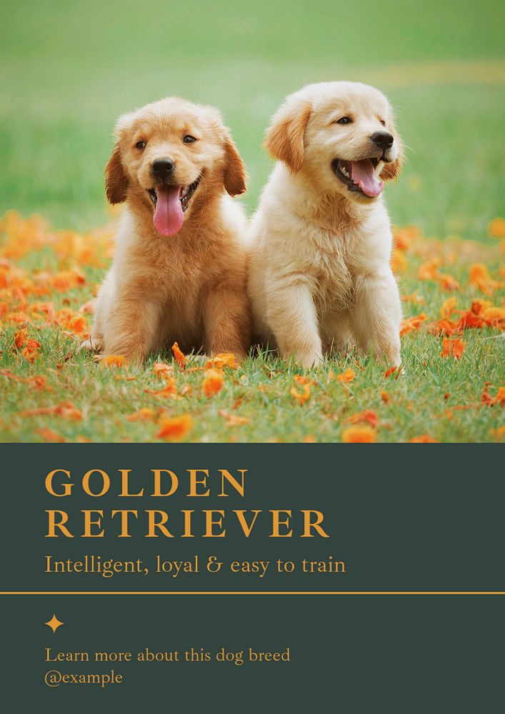 Golden retriever poster template, editable text and design