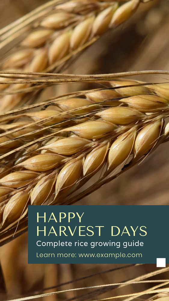 Happy harvest days  social story template, editable Instagram design 