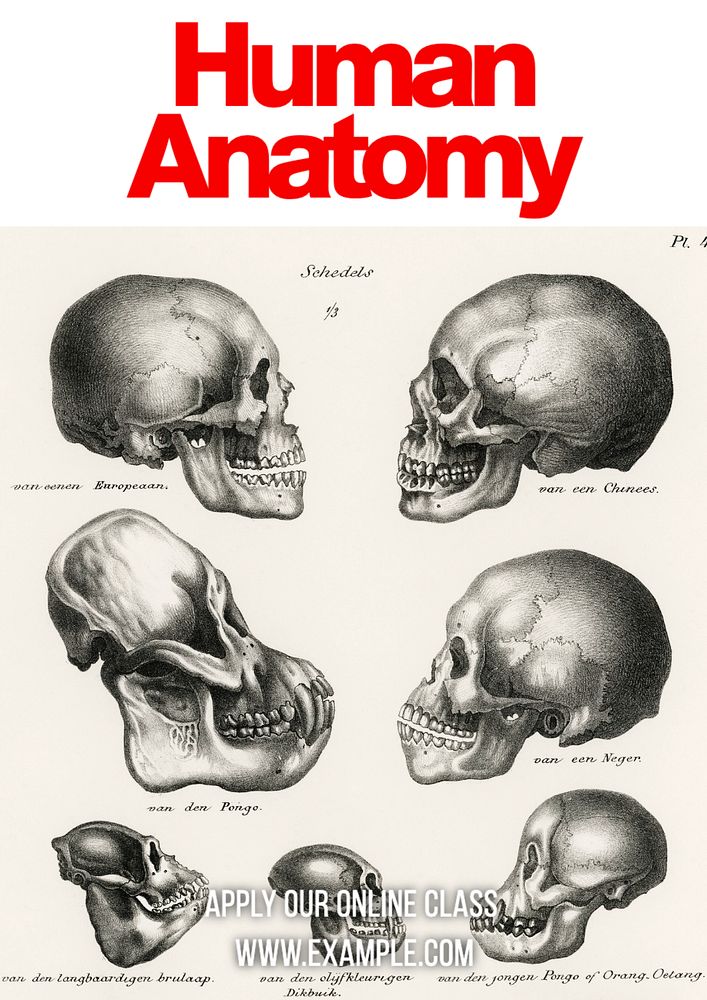 Human anatomy template, editable text and design