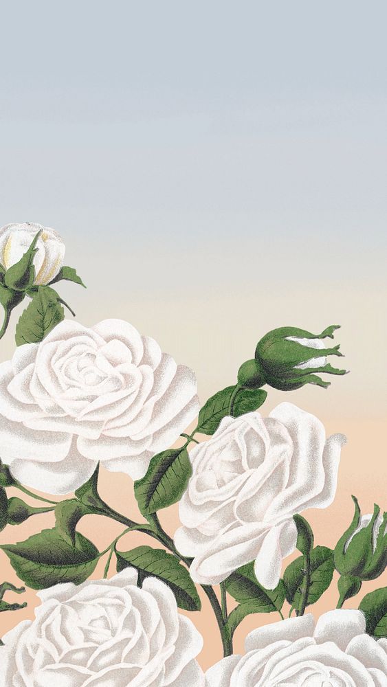 White rose border, iPhone wallpaper, editable design