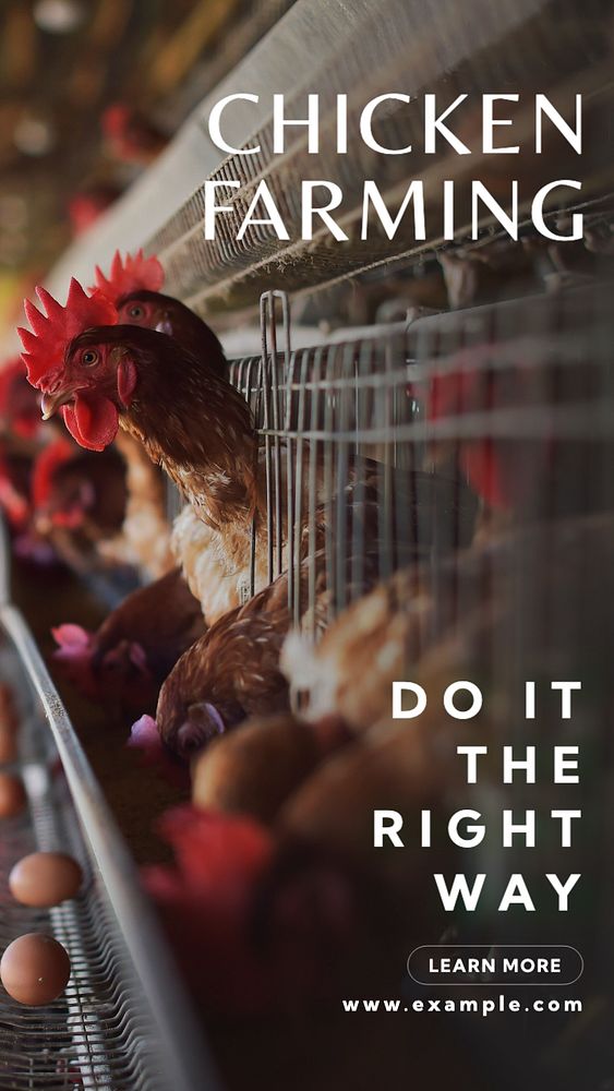 Chicken farming  Instagram story template, editable text