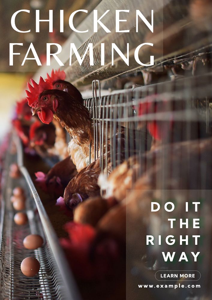 Chicken farming poster template, editable text and design