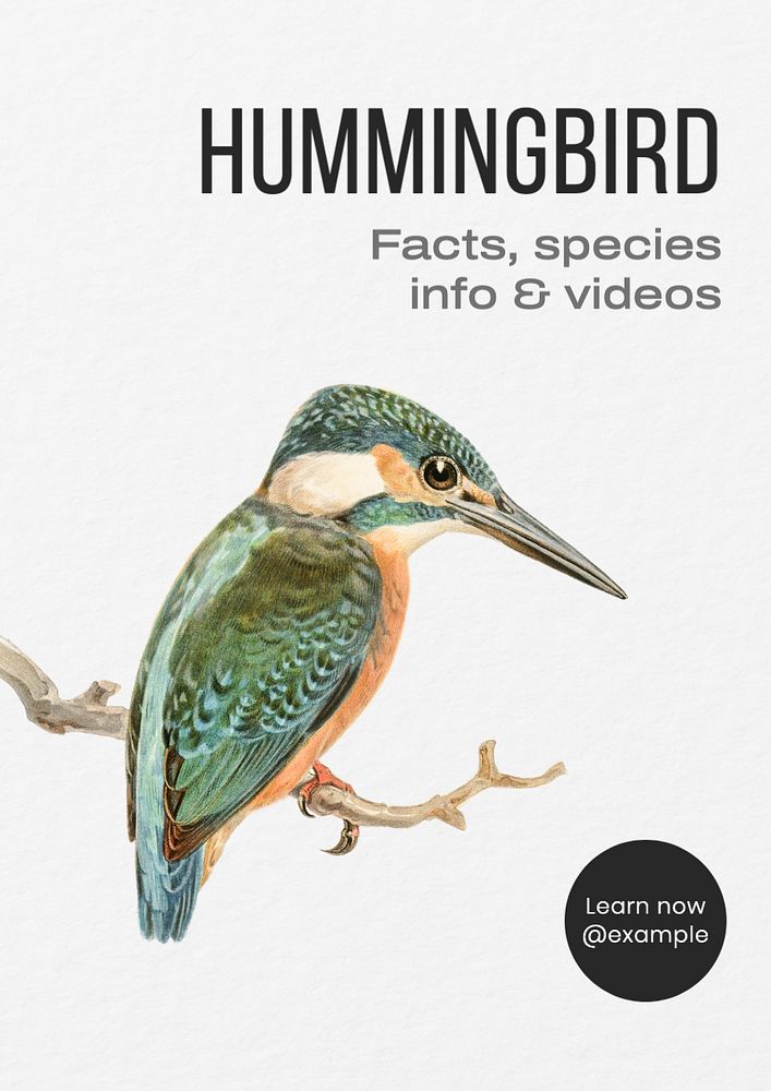 Hummingbird poster template, editable text and design