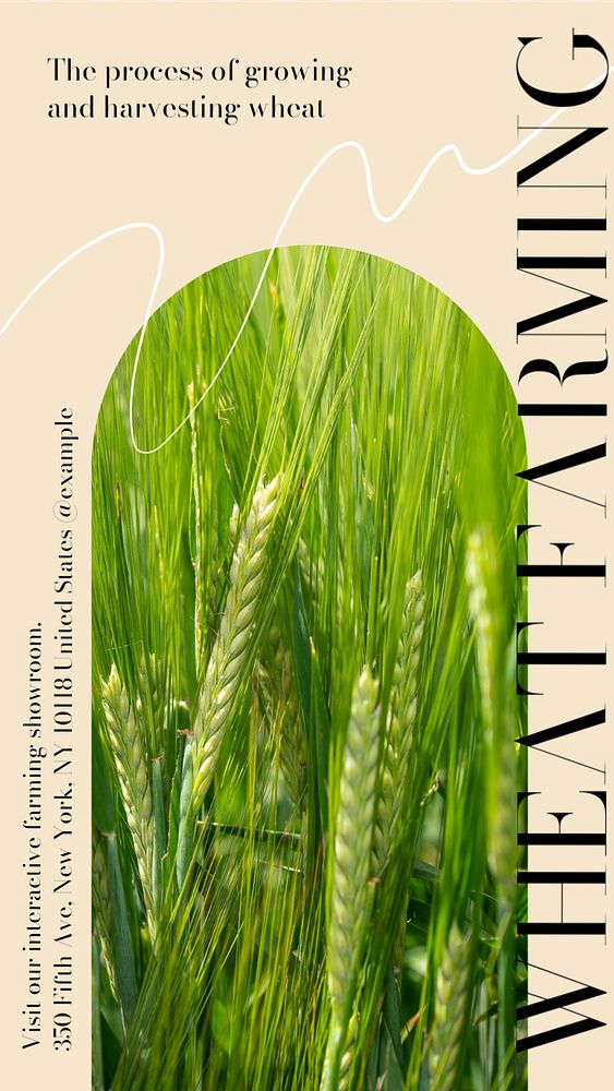 Wheat farming social story template, editable text