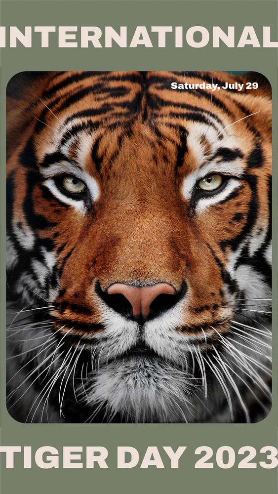 International tiger day 2023  Instagram story template, editable design for social media