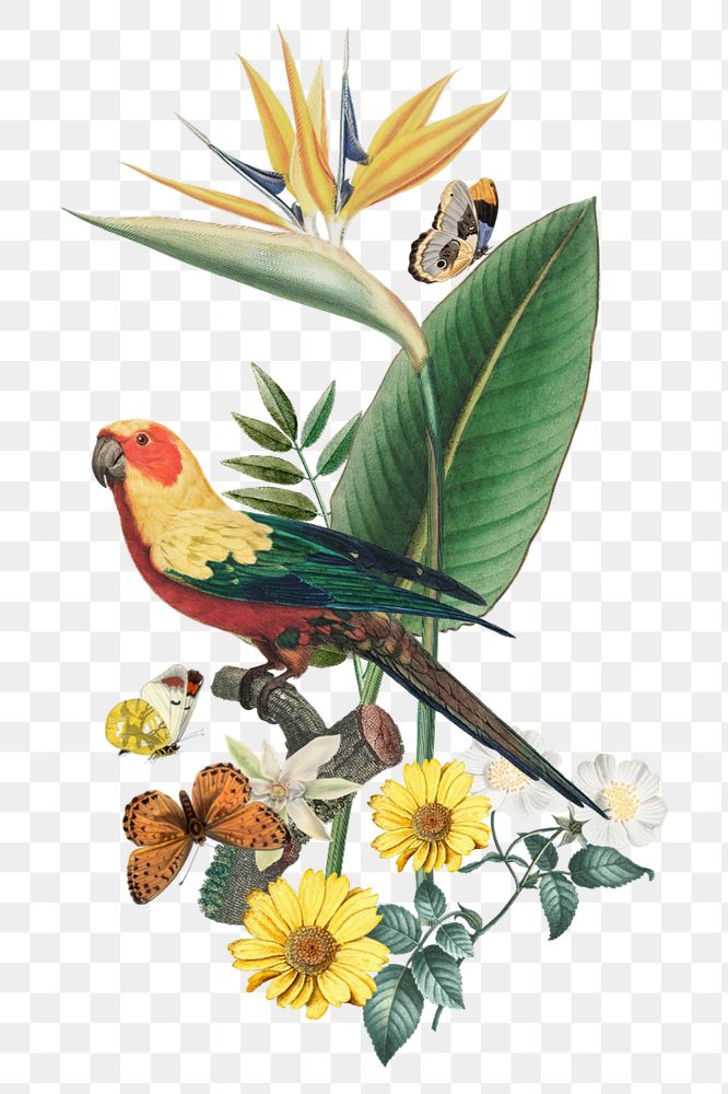 Sun parakeet bird, exotic botanical remix sticker, editable design