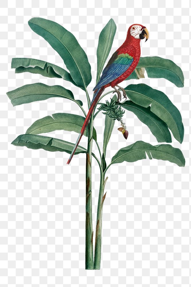 Scarlet macaw parrot sticker, exotic botanical remix, editable design