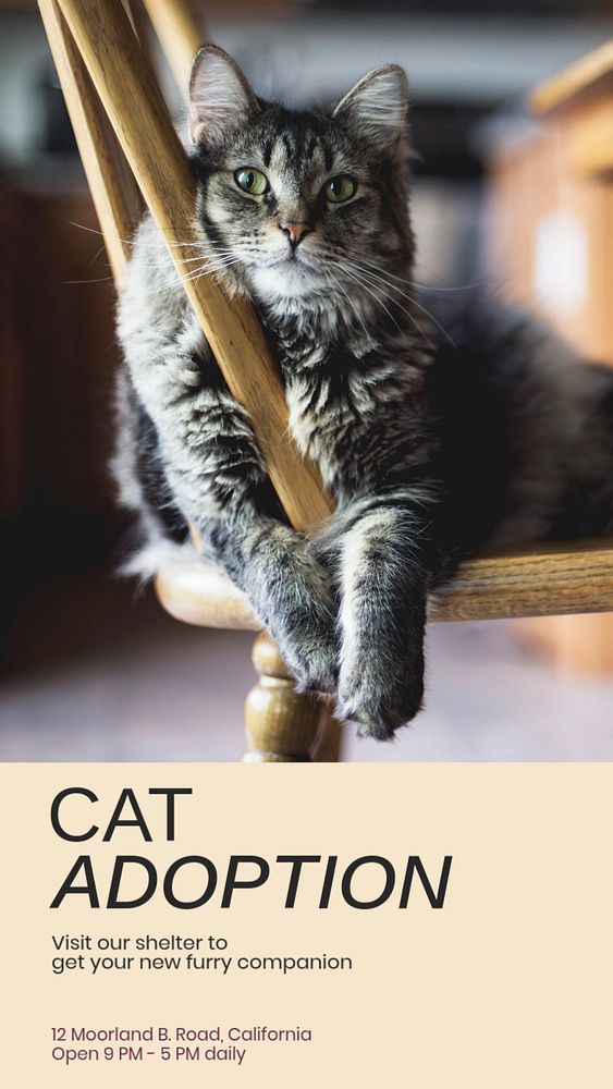 Cat adoption Instagram story template, editable social media design