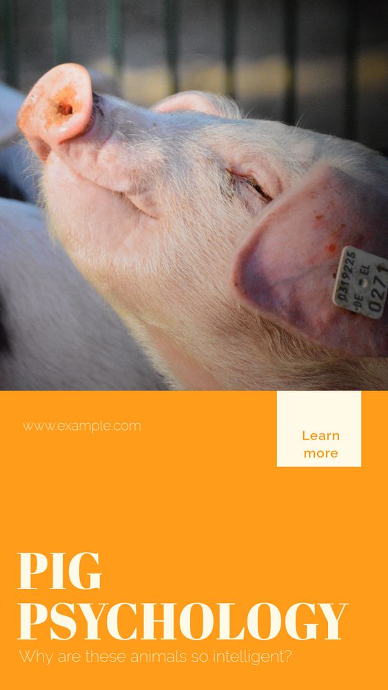 Pig psychology story template, editable social media design