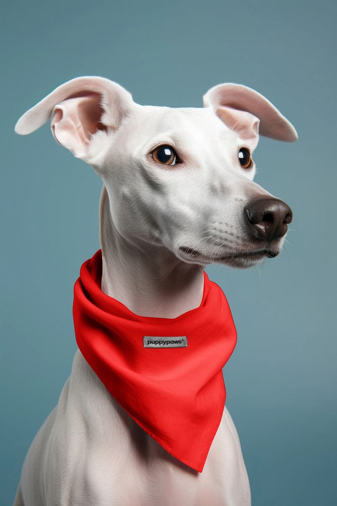 Dog scarf  editable mockup, pet clothing 