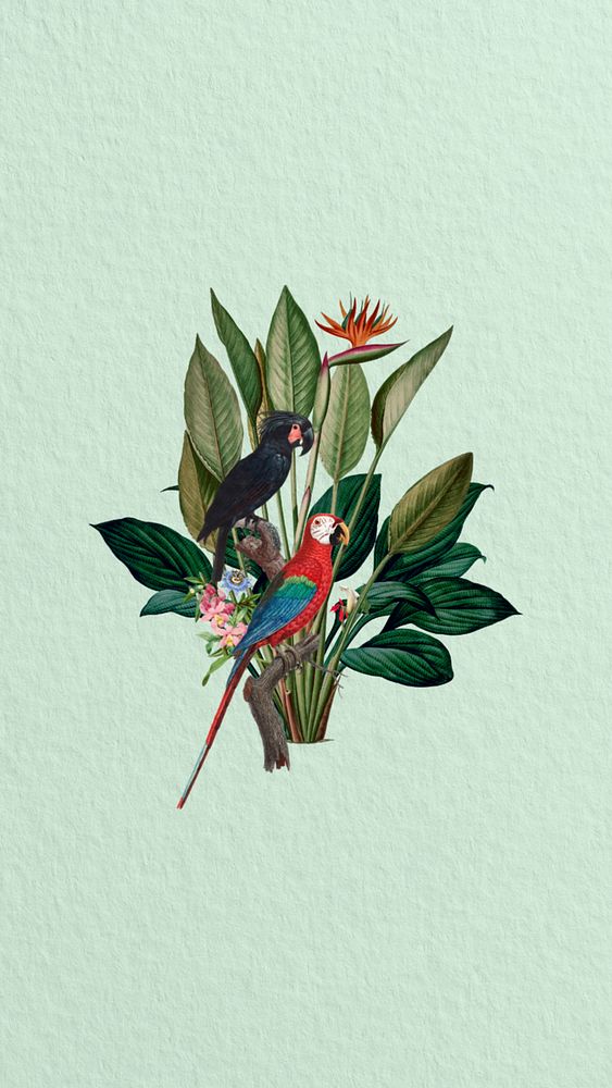 Vintage parrots iPhone wallpaper, botanical illustration. Remixed by rawpixel.