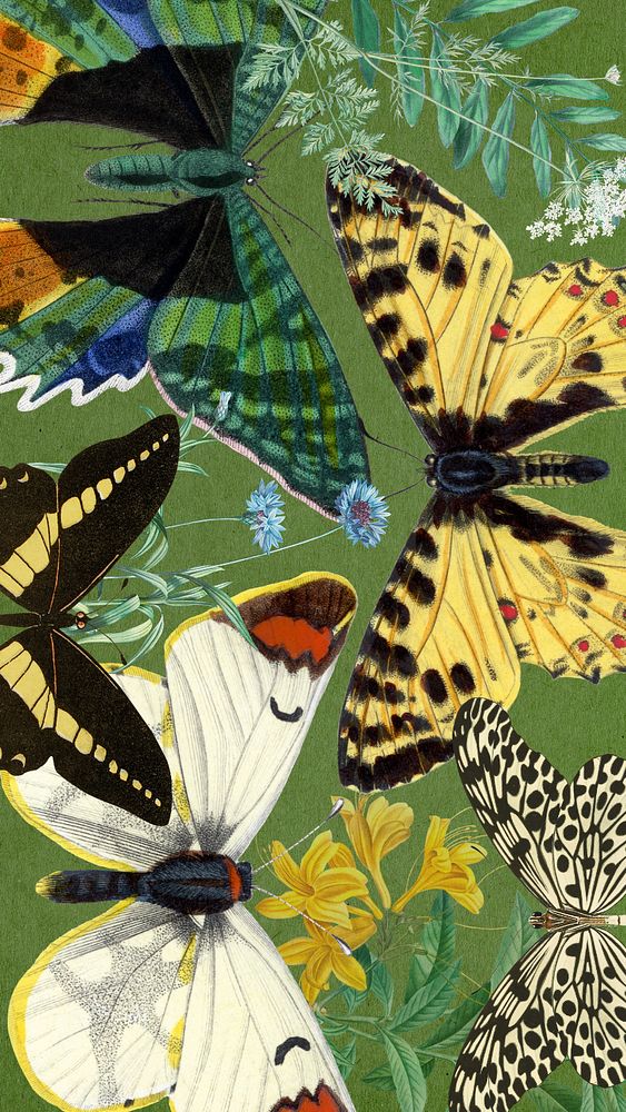 Exotic butterflies iPhone wallpaper, vintage illustration. Remixed by rawpixel.