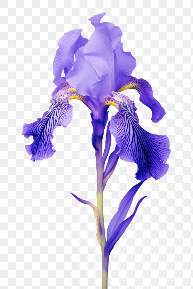 PNG Iris flower blossom purple animal 