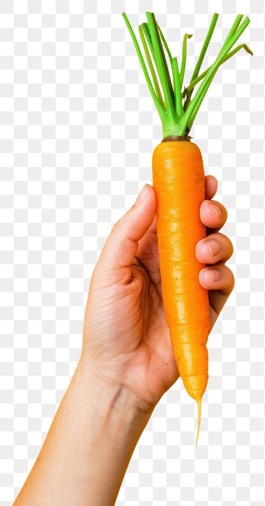 PNG Hand holding a carrot vegetable produce person.
