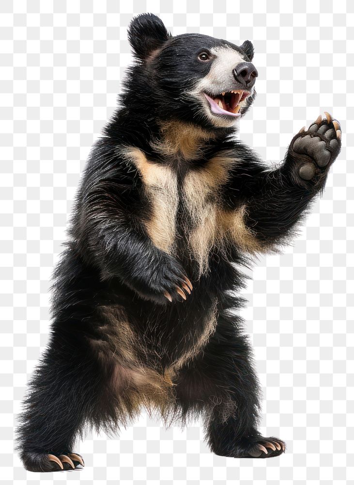 PNG Happy smiling dancing andean bear wildlife animal mammal.
