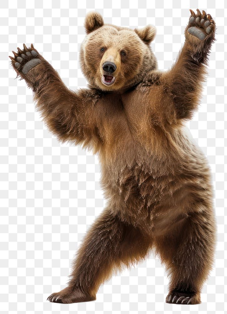 PNG Happy smiling dancing brizzly bear wildlife animal mammal.