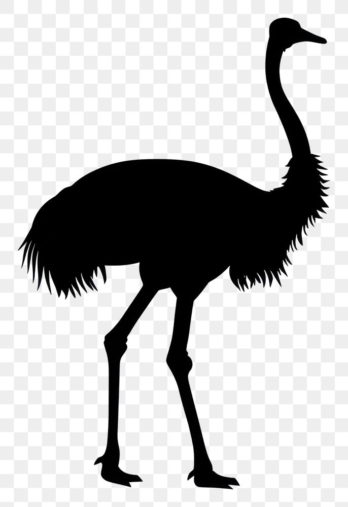 PNG Ostrich silhouette waterfowl animal.