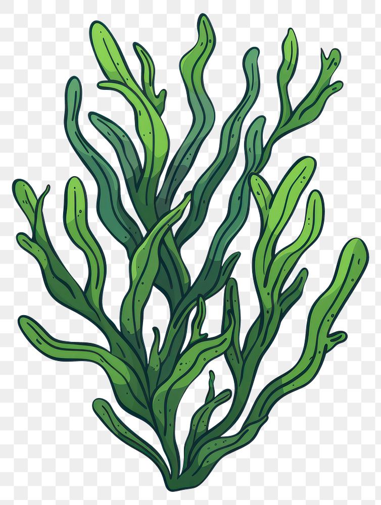PNG Seaweed plant leaf.