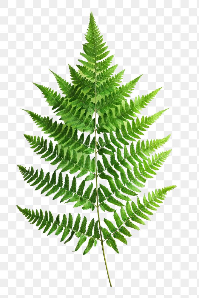 PNG A photo of fern leaf plant.