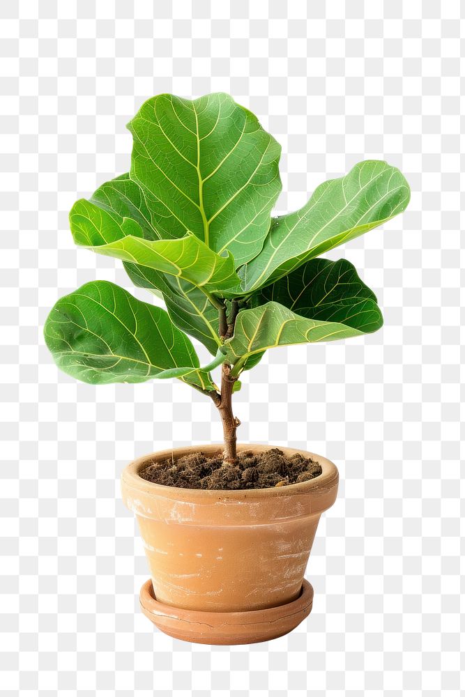 PNG Fiddle leaf fig in biscuit ceramic pot cookware plant tree.