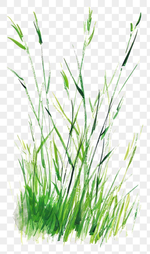 PNG Meadow grass green vegetation agropyron plant