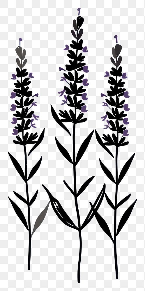 PNG Lavender blossom flower herbal.