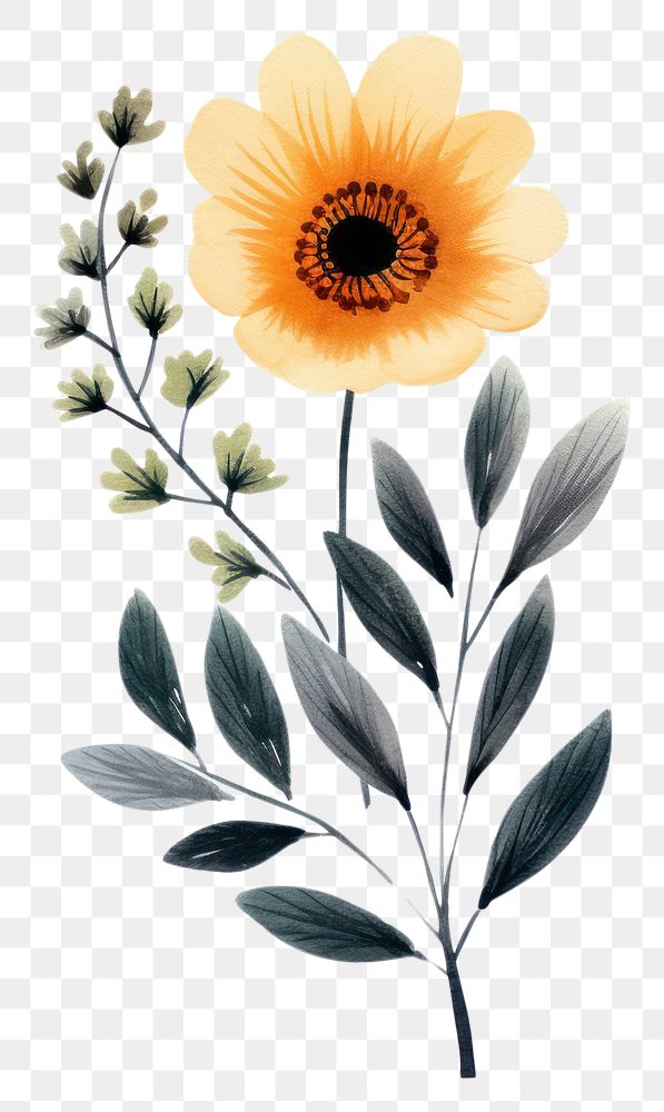 PNG Watercolor floral flower asteraceae sunflower.