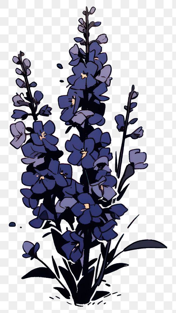 PNG Delphinium flower lavender blossom plant.