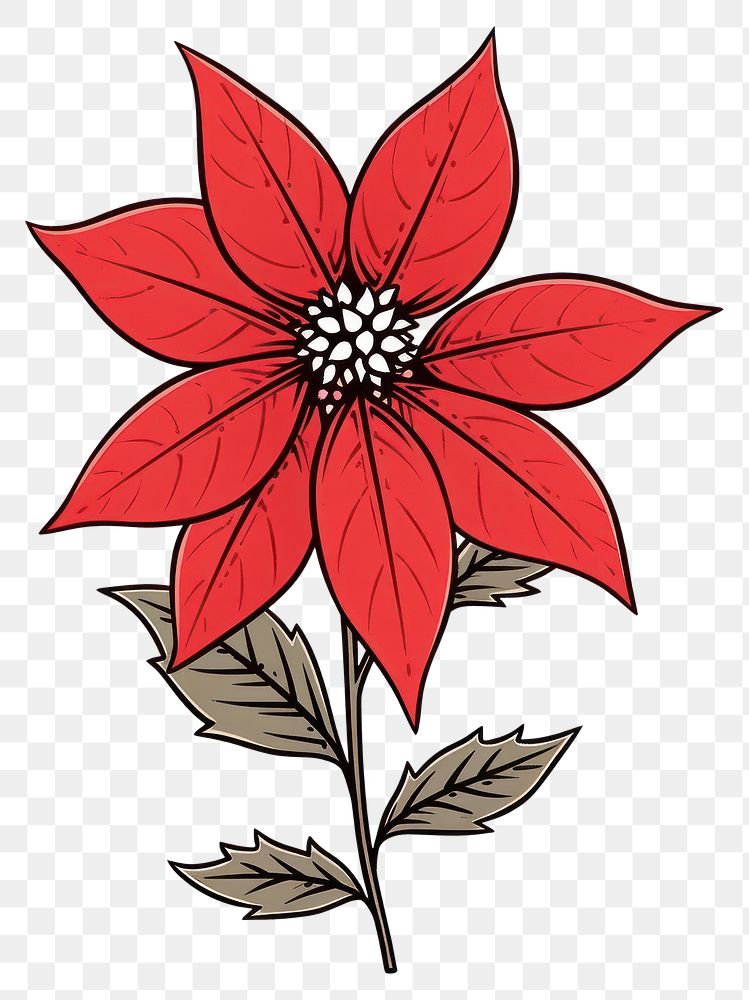PNG Poinsettia flower graphics blossom pattern.