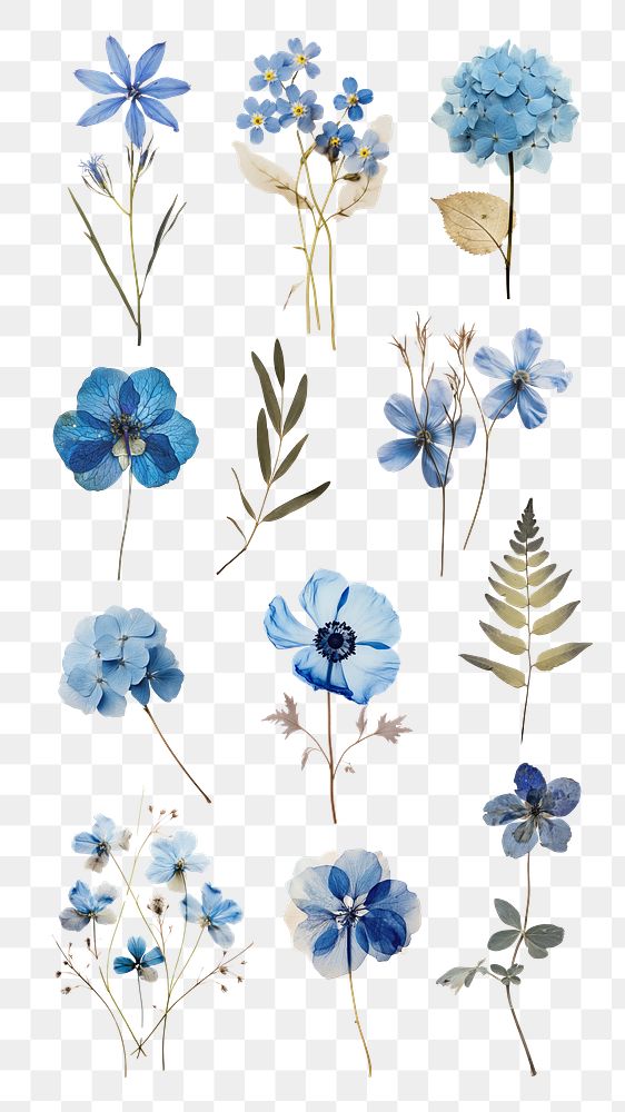 Pressed blue flowers png cut out set