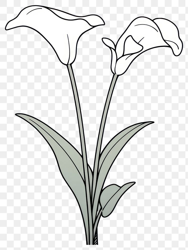 PNG Calla Lily flower illustrated blossom drawing.