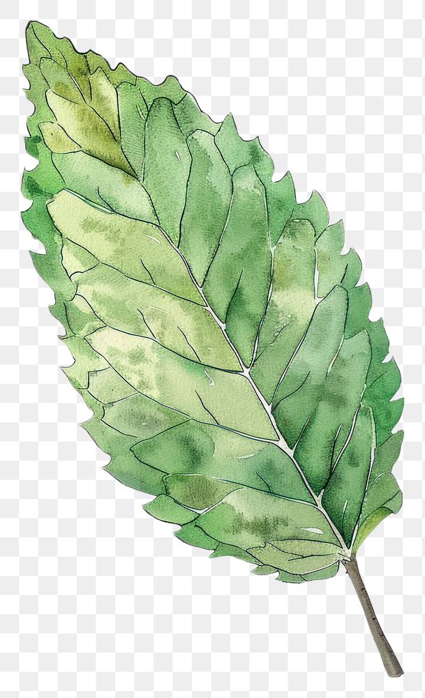 PNG Mint leaf herbal plant herbs.