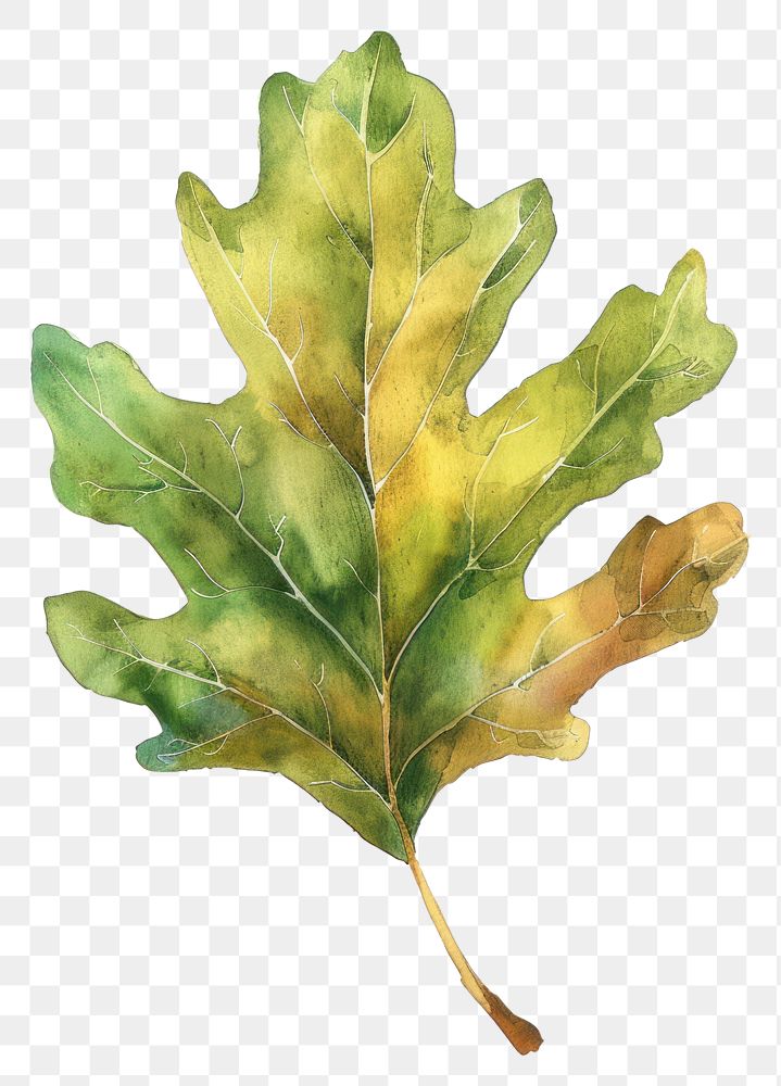 PNG Oak leaf vegetable produce plant.