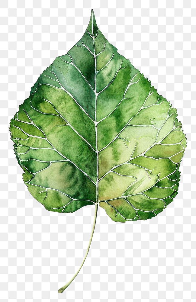 PNG Aspen leaf plant.