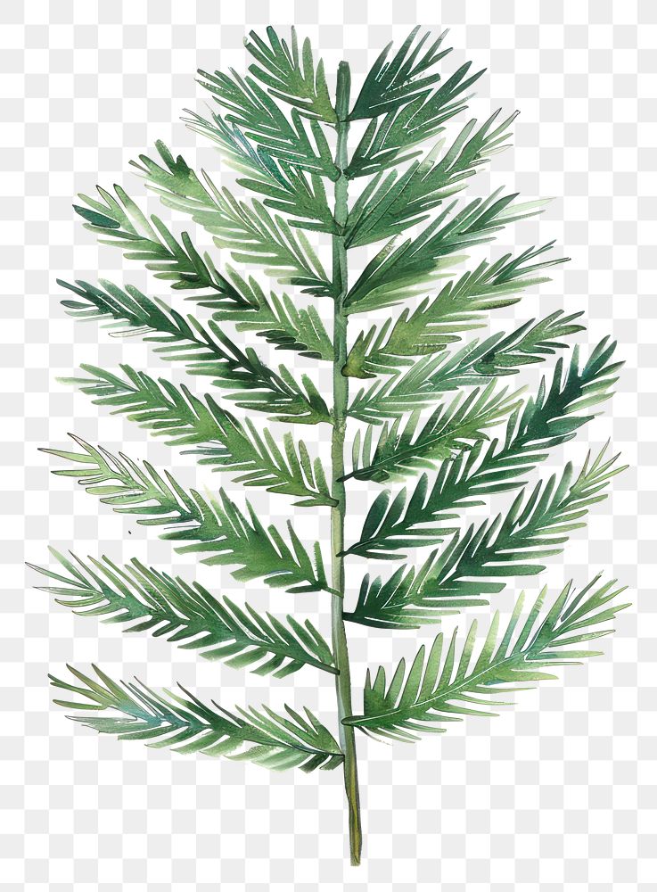 PNG Pine leaf conifer plant grass.