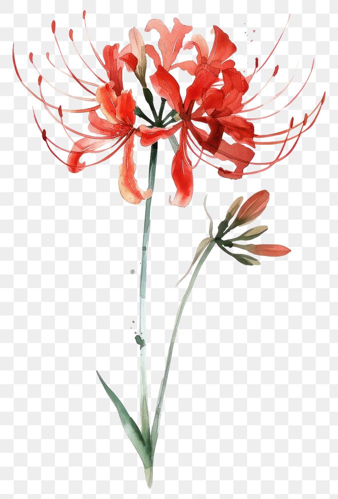 PNG Red spider lily flower amaryllis blossom anther.