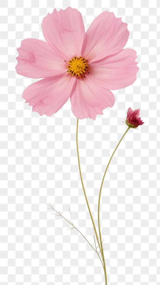 PNG Real pressed Cosmos flower asteraceae blossom.