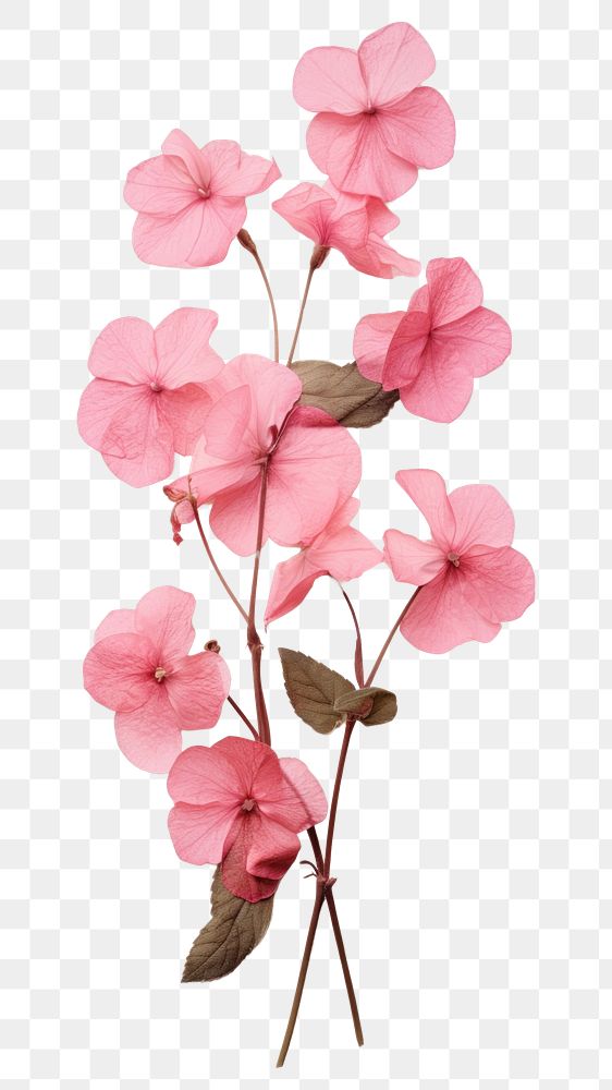 PNG Real pressed Impatiens flower geranium blossom.