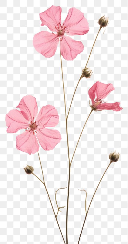 PNG Real pressed Rose Campion flower geranium blossom.