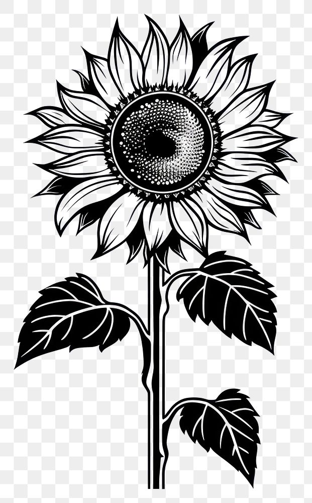 PNG Sunflower seed illustrated blossom drawing.