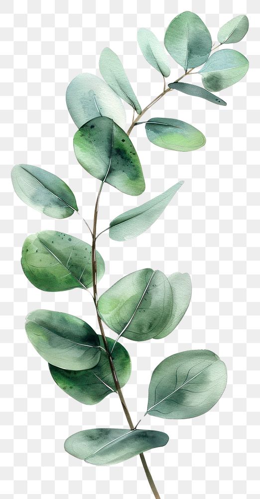 PNG Eucalyptus leaf art annonaceae blossom.