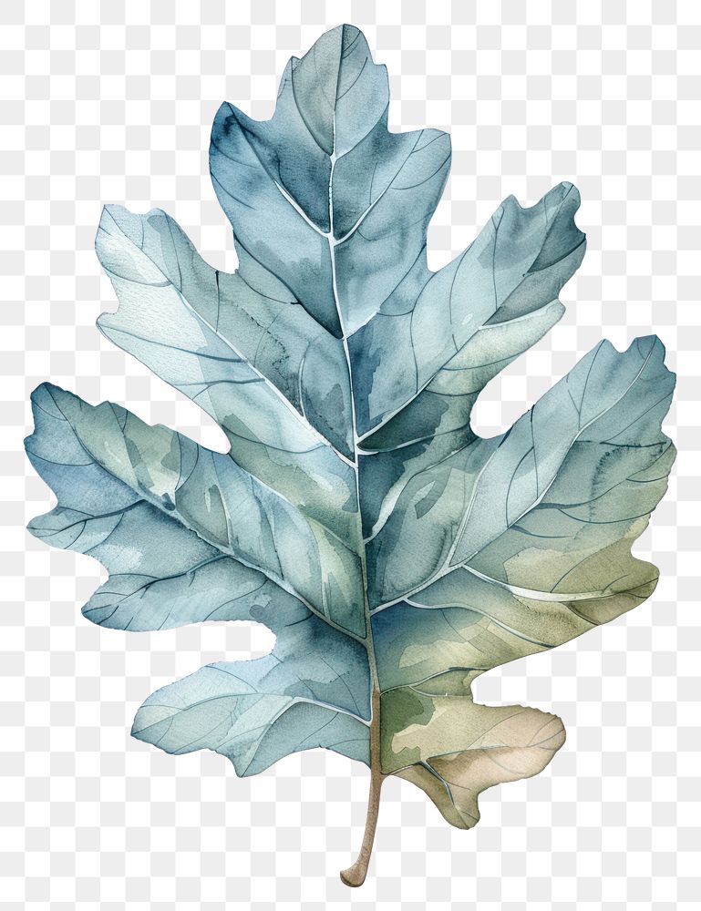 PNG Loak leaf produce person plant.
