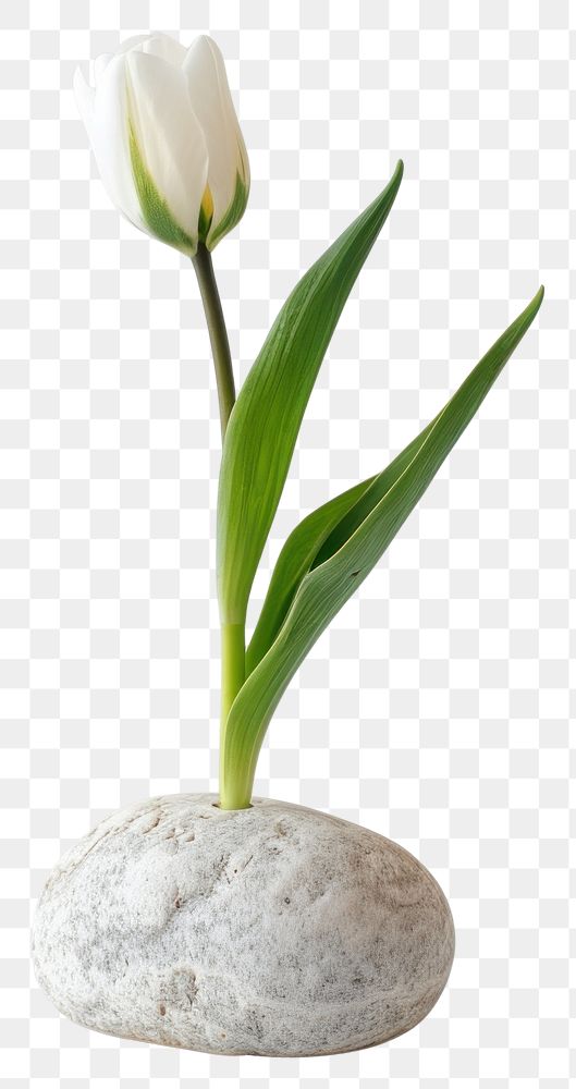 Elegant white tulip on stone