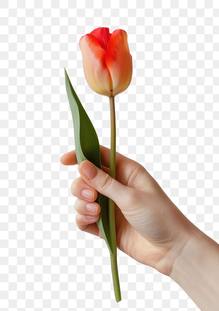 PNG Hand holding vibrant tulip flower