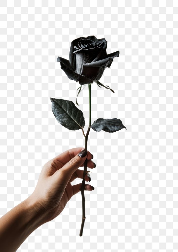 PNG Elegant black rose in hand