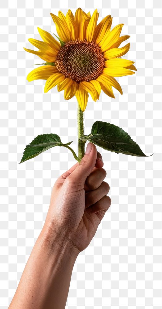 PNG Hand holding vibrant sunflower